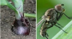 Lukovaya letenje in načine, kako se ukvarjati z njo doma